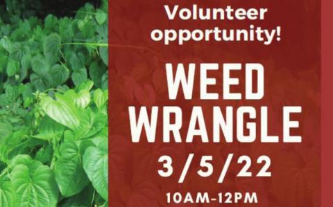 Join Osceola CISMA in their Weed Wrangle by helping remove invasive plants from Peghorn Park on March 5.