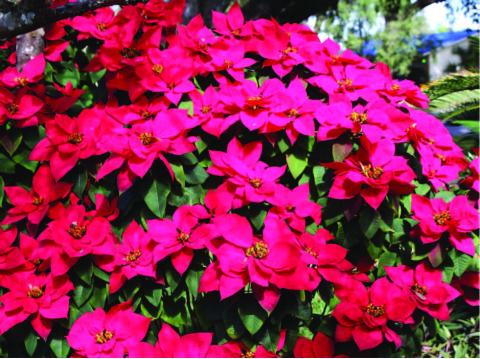 The poinsettia ranks high on the list of holiday gift plants to keep. PHOTO/SANDY SWITEK