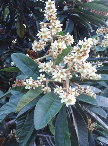 Since today is Arbor Day, why not plant a healthy Loquat tree? SUBMITTED PHOTO