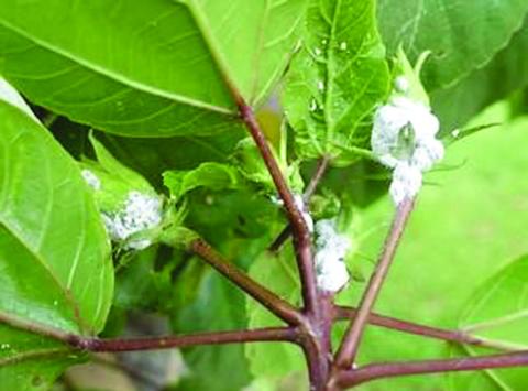 Image of Mealybugs on the nodes and undersides of a plant. PHOTO/EXTENSION SERVICES