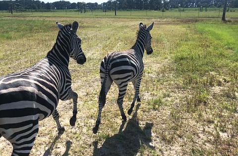 Wild Florida