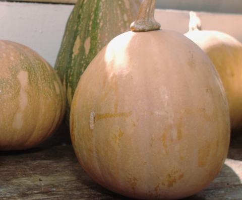 Seminole pumpkin