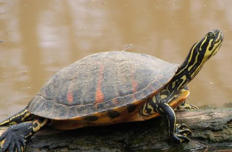  To avoid spreading the virus, do not capture, transport or release freshwater turtles, even those that appear healthy, to new locations.  Photo/Wikimedia Commons