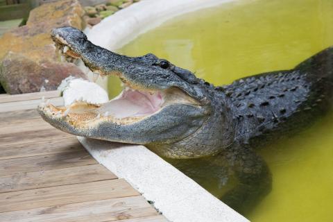 Crusher the alligator.
