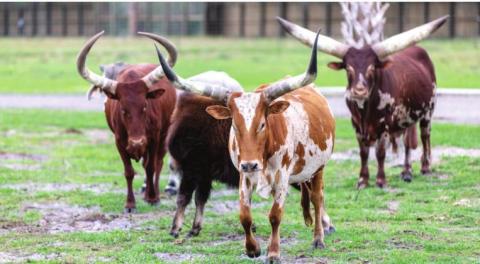 In the drive-thru safari park, guests can ride in their own car and identify more than 100 native and exotic animals from the comfort and safety of their own car. 