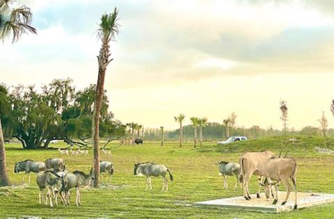 Wild Florida has closed all operations due to COVID-19, including its drive-thru safari.