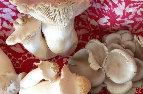Mushrooms