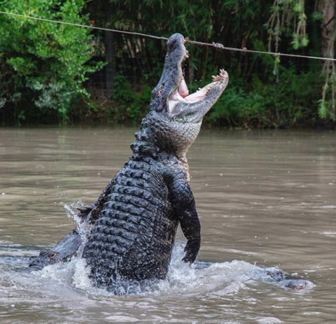 Gator jump. PHOTO/WILD FLORIDA