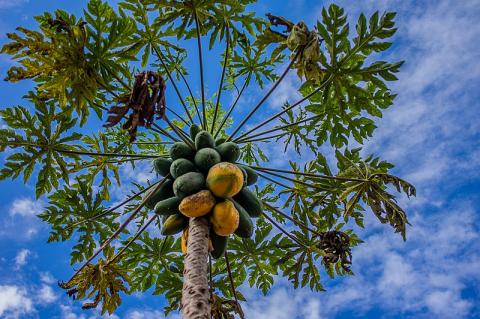 The papaya sap is dried and used in medicine for things like wound salve, and is also used in beauty products, brewing beer and making cheese.