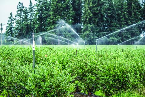Water is a very important component for good plant health, but for most people it is very difficult to find a balance. 