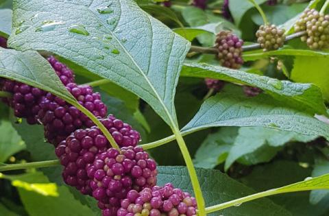American Beautyberry