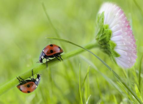 Ladybugs are good for the landscape.