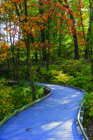 Nature journaling is an easy outdoor activity that you can do anywhere.