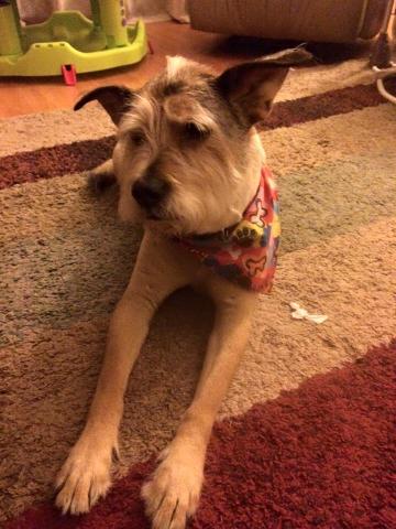 Fuzzy, News-Gazette editor Ken Jackson's faithful family fur baby, a wirehaired terrier.
