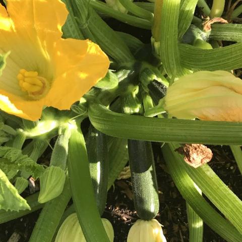 Osceola Garden Patch
