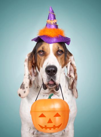 It’s Halloween for your pets, too, in Poinciana! PHOTO/METRO