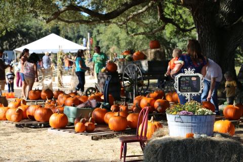 Pumpkins of all sizes for sale can be found at the Partin Ranch Corn Maze, weekends starting Saturday. PHOTO/PARTIN RANCH