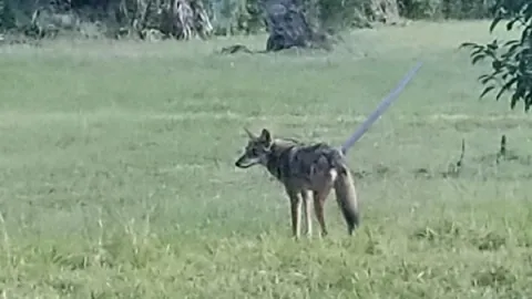 Coyote reports have increased in the Tampa and Lakeland areas, and are now being reported in Poinciana. PHOTO/WFLA.COM