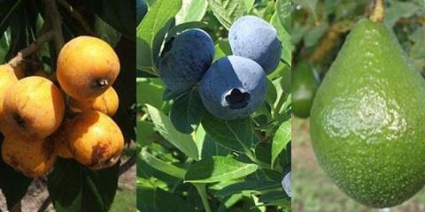 A course on Edible Trees for Your Garden will be held Dec. 18 at Osceola County Extension Services at Osceola Heritage Park. PHOTO/UF-IFAS EXTENSION SERVICES