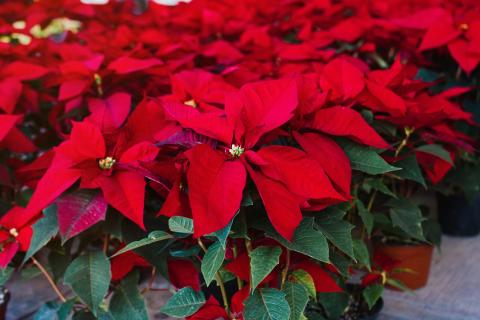 The showy display of poinsettias can last past the holidays through March with proper care. PHOTO/ACES.EDU