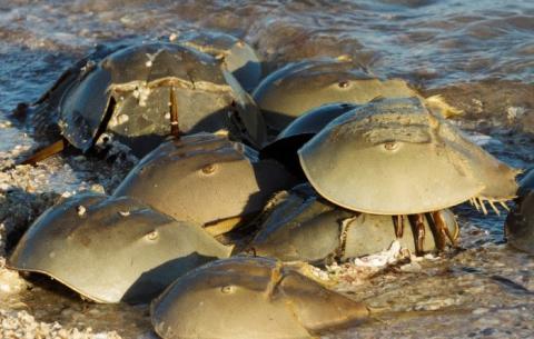 Biologists with the Florida Fish and Wildlife Conservation Commission (FWC) ask for your help to gather valuable information about these ancient creatures. PHOTO/FWC