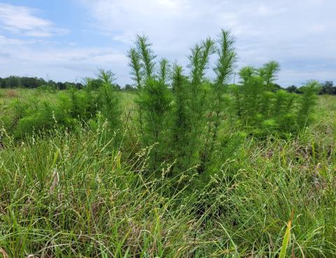 Weeds like dogfennel (pictures) can become a problem, especially in pastures, when they have multiple modes of reproduction. PHOTO/EXTENSION SERVICES