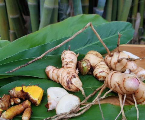 Gingers are key ingredients in many cultures’ cuisines and are also high in antioxidants and have anti-inflammatory properties. PHOTO/EXTENSION SERVICES