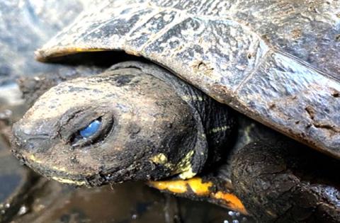 Help conserve wild animals, like this sea turtle, this spring. PHOTO/FWC