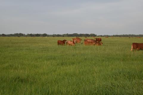 Warm-season perennial grasses cover most of the state of Florida and can be used for grazing and hay production. SUBMITTED PHOTO