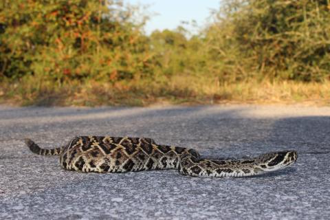 The Eastern Diamondback Rattlesnake is a dark, thick, and heavy-bodied snake. It usually has loud rattles on the tip of its tail. PHOTO/OSCEOLA EXTENSION SERVICES
