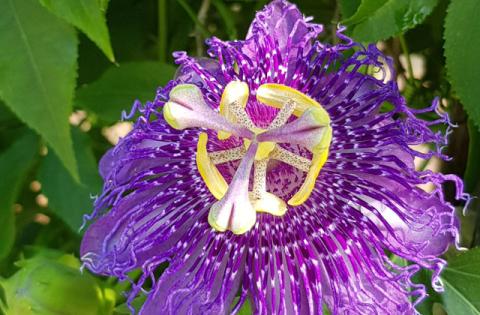 Passionflowers attract butterflies, some have showy flowers, and some types even have edible fruit. PHOTO/OSCEOLA EXTENSION SERVICES