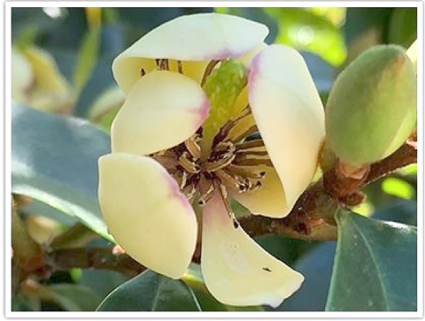 The Banana shrub has a sweet fragrance that could be called “banana candy.” PHOTO/EXTENSION SERVICES