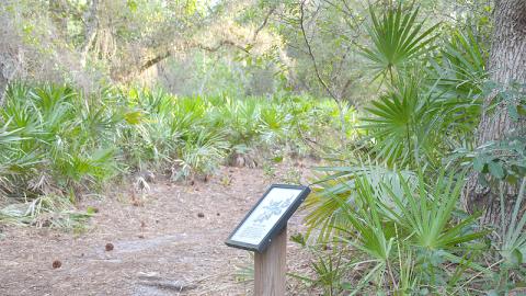 Hike the Lake Lizzie Preserve on the morning of July 23. PHOTO/FLORIDAHIKES.COM