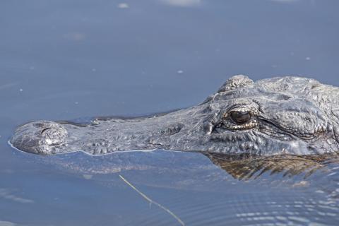 While serious injuries caused by alligators are rare in Florida, there's a few simple alligator safety tips and precautions with friends and family when in and around the water to prevent conflicts with the reptiles. PHOTO/FWC