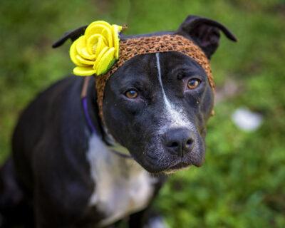In recognition of National Adoption Weekend, adopted a dog for $30 or cat for $20 from Osceola County Animal Services Friday at 10 a.m. through Sunday at 3 p.m. PHOTO/ANIMAL SERVICES