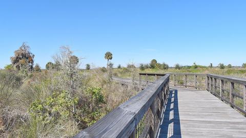 Head outside and enjoy Florida fall with the Pine Lily Chapter of the Florida Native Plant Society on Saturday morning. 