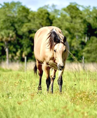 Osceola County's cattle ranchers know that obtaining your horse's vital signs can provide valuable information about your horse’s overall health. PHOTO/OSCEOLA EXTENSION SERVICES