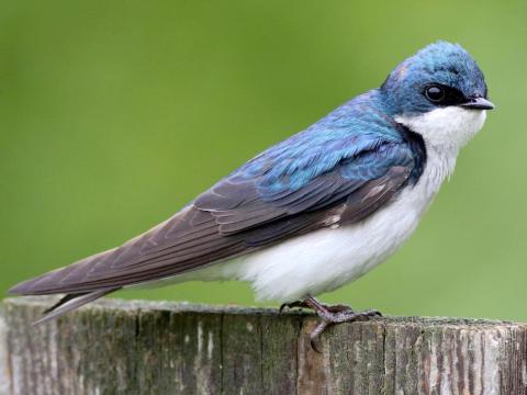 Florida has many birds that spend the entire year here, but additional birds — true "snowbirds" can be spotted in the fall and winter months. PHOTO/OSCEOLA EXTENSION SERVICES