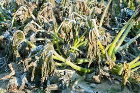 Trimming back cold-damaged plants would promote new growth that could get damaged in another snap, so wait until spring, our Master Gardener says. PHOTO/GARDENING KNOW HOW 