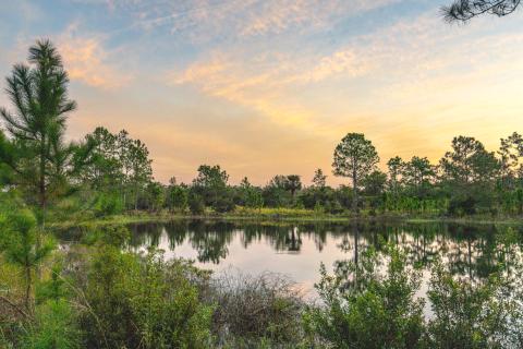 Collins Ranch in eastern Osceola County is now part of an essential conservation habitat. PHOTO/WILDPATH