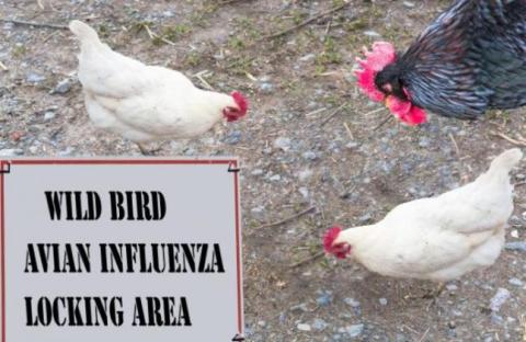 The Florida Fish and Wildlife Conservation Commission (FWC) continues to monitor bird mortalities suspected to be attributed to Highly Pathogenic Avian Influenza — a rather hearty strain of bird flu.