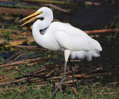If you  take a trip to a natural place for an adventure today for Earth Day, such as a wetland, you may come across a great white egret. PHOTO/SANDI SWITEK 
