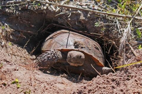 April 10 is celebrated as Gopher Tortoise Day. In Florida it's a state-listed Threatened Species. PHOTO/MY FLORIDA FWC