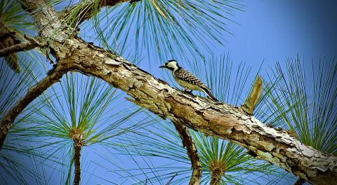 The next Early Birder Day at Disney Wilderness Preserve will be on Saturday, June 17 at 7 a.m. PHOTO/THE NATURE CONSERVATORY