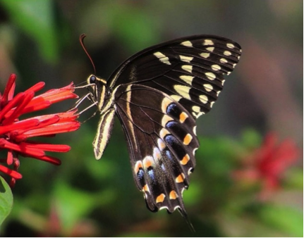 A Palamedes Swallowtail on firebush. PHOTO/SANDI SWITEK