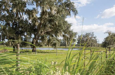 With proper planning, a landscape can be designed to minimize hurricane and storm damage to structures and plants. PHOTO UF/IFAS TYLER JONES 