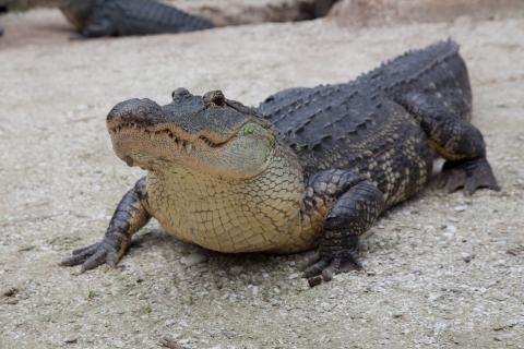 Gator Week at Wild Florida begins Monday. (Photo/Wild Florida)