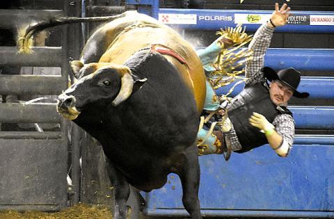 Monster Bulls photos by Katie Williams