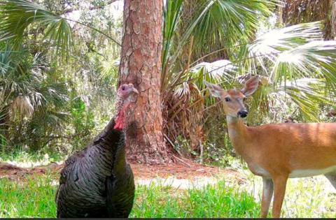 The Florida Fish and Wildlife Conservation Commission is asking for your help with Florida Wildlife Watch, a new statewide participatory science program. (Photo/MyFWC)