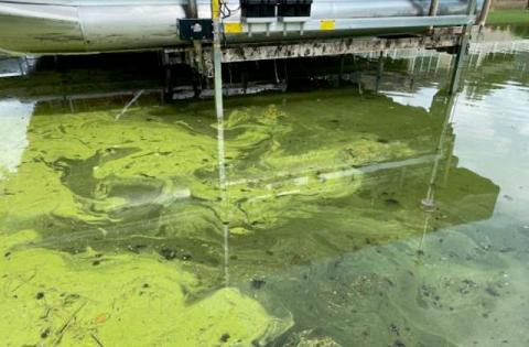 The algae alert is in response to a Lake Marion water sample taken on June 1. (Photo NOT of Lake Marion, but an example of blue-green algae) PHOTO/THE LILLY CENTER 